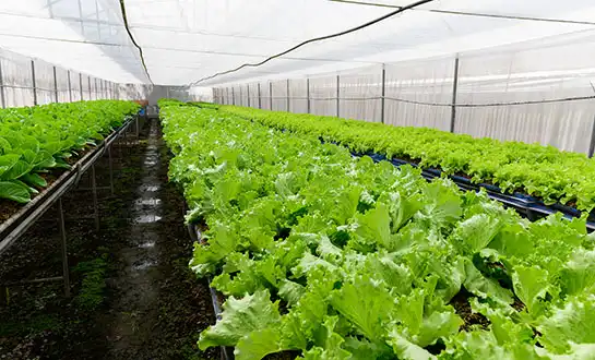 Metabolic Priming Agents: Helping High-Value Crops Beat the Heat